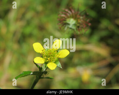 Geum urbanum, communément connu sous le nom de bois avens ou herbe bennet, est une plante vivace originaire d'Europe et de certaines parties de l'Asie. Il est connu pour ses racines aromatiques, utilisées traditionnellement en phytothérapie. La plante présente des fleurs jaunes et pousse dans les bois et les haies. Banque D'Images