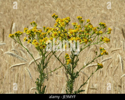 *Jacobaea vulgaris*, communément appelée amuse commune, est une plante à fleurs que l’on trouve dans les régions tempérées. Il produit des fleurs jaune vif et est souvent considéré comme une espèce envahissante dans certaines régions en raison de sa toxicité pour le bétail. La plante pousse généralement dans les champs, les bords de route et les zones perturbées. Banque D'Images