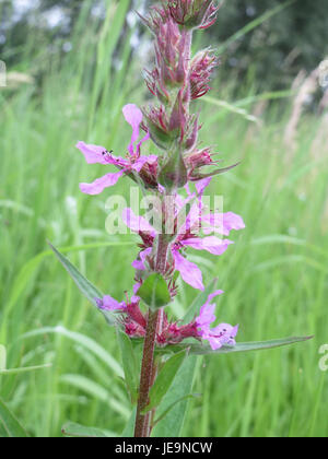 Lythrum salicaria, communément appelé loosestrife pourpre, est une plante à fleurs originaire d'Europe et d'Asie. Il est reconnu pour ses fleurs violettes vibrantes et se trouve souvent dans les zones humides et le long des cours d'eau. Banque D'Images