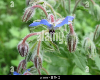 Borago officinalis, ou bourrache, est une herbe originaire de la région méditerranéenne, connue pour ses fleurs en forme d'étoile bleue et ses propriétés médicinales, couramment utilisée dans les remèdes à base de plantes. Banque D'Images
