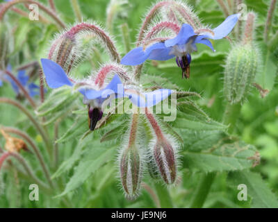 Borago officinalis, communément appelé bourrache, est une plante herbacée connue pour ses utilisations médicinales et culinaires. Cette photographie du 11 juillet 2014 met en valeur ses fleurs bleues caractéristiques en forme d'étoile. Banque D'Images