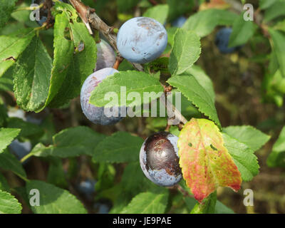 Photographie de Prunus spinosa, communément appelé blackthorn, prise le 22 juillet 2014. Cet arbuste à feuilles caduques produit de petites fleurs blanches au printemps et des fruits violets foncés en automne, largement utilisés dans les haies et pour la fabrication de gin sloe. Banque D'Images
