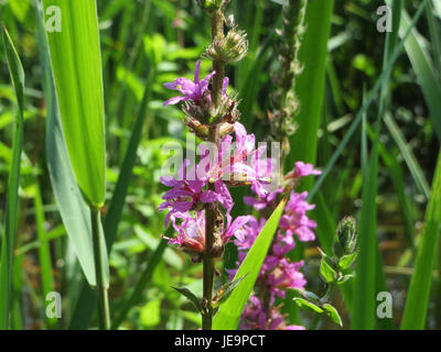 Lythrum salicaria, communément appelé loosestrife pourpre, est une plante à fleurs vivace que l'on trouve dans les zones humides. Il est caractérisé par de hautes pointes de fleurs violettes vibrantes et est originaire d'Europe et d'Asie, bien qu'il soit maintenant considéré comme envahissant dans certaines parties de l'Amérique du Nord. Banque D'Images
