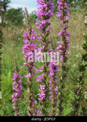 Lythrum salicaria, ou loosestrife pourpre, est une plante à fleurs que l'on trouve couramment dans les zones humides. Connue pour ses grandes pointes de fleurs violettes, elle joue un rôle important dans les écosystèmes des zones humides. Banque D'Images