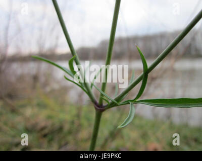 Photographie prise le 30 novembre 2012, montrant Tauben-Skabiose (Scabiosa columbaria) à Ketsch. L’image met en évidence la forme et la couleur distinctives de la fleur dans son habitat naturel. Banque D'Images