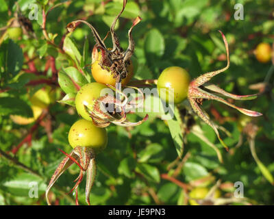 Photographie prise le 24 juillet 2014 de Rosa spinosissima, également connue sous le nom de rose burnet. L’image met en valeur les délicates fleurs blanches et les branches épineuses de la plante, communes dans les paysages européens et asiatiques. Banque D'Images