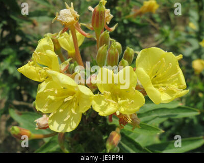 Oenothera biennis, connue sous le nom d'onagre, est une plante à fleurs originaire d'Amérique du Nord. Il est reconnu pour ses fleurs jaunes qui fleurissent le soir et est souvent utilisé à des fins médicinales. Banque D'Images
