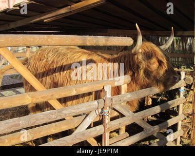 Une photo du 1er décembre 2012, montrant une scène détaillée de la crèche (Krippe) à Hockenheim, capturant les figures et le cadre traditionnel de l'exposition de Noël. Banque D'Images