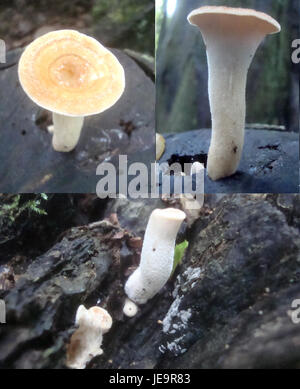La photo d'août 2014 montre une variété de champignons récoltés dans une forêt en République tchèque. Les diverses espèces sont représentées dans leur environnement naturel, mettant en valeur la riche biodiversité de la région et la pratique de la cueillette de champignons. Banque D'Images