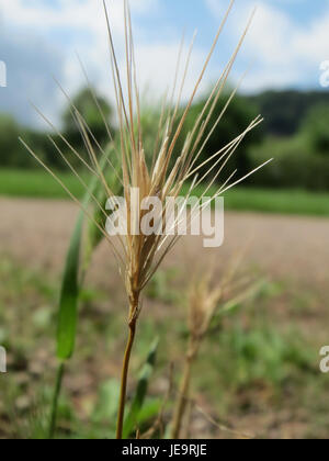 L'image représente Hordeum murinum, communément appelé orge de souris, une espèce d'herbe trouvée dans les régions tempérées. La photo montre les têtes de graine distinctives de la plante. Banque D'Images