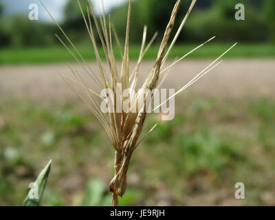 Une photographie de Hordeum murinum, communément appelé orge de souris, montrant ses têtes de graines et son aspect herbacé dans un environnement naturel. Banque D'Images
