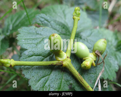 Viscum album, communément appelé gui européen, est une plante parasite qui pousse sur diverses espèces d'arbres. Il est souvent associé aux traditions des fêtes et a des usages médicinaux dans certaines cultures. Banque D'Images