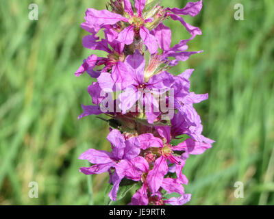 Photographie de Lythrum salicaria, communément appelé loosestrife pourpre, prise le 9 août 2014. La plante se trouve souvent dans les zones humides et a des fleurs violettes vibrantes, bien qu'elle soit considérée comme une espèce envahissante dans de nombreuses régions. Banque D'Images