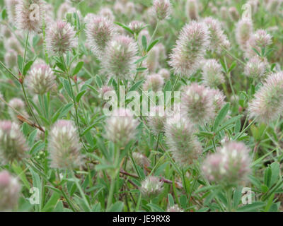 Trifolium arvense, communément appelé trèfle-pied de lièvre, est une espèce de trèfle trouvée dans les régions tempérées. Il se caractérise par ses feuilles molles et poilues et ses fleurs rousses rosées. Il pousse généralement dans les prairies, les bords de route et les zones perturbées, prospérant dans les sols bien drainés. Banque D'Images