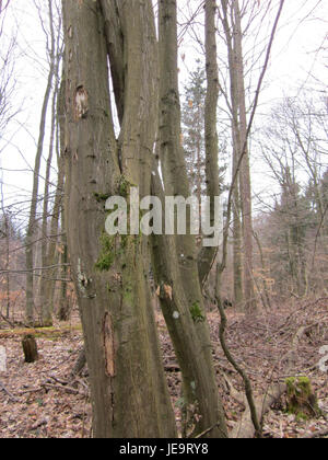 Le titre fait référence à une image ou à un événement capturé le 31 mars 2013, probablement lié à Sonnenberg, peut-être un lieu ou un événement ayant une signification particulière à l'époque. Banque D'Images