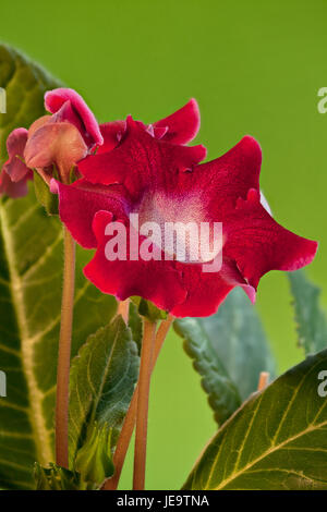 Bourgogne Rouge gloxinia fleurs macro shot Banque D'Images