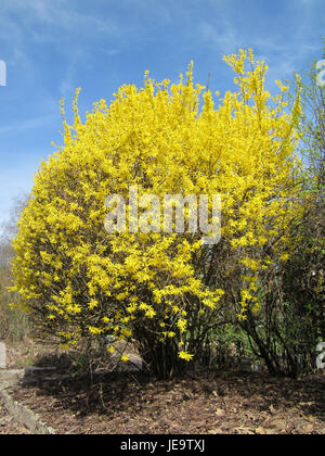 Cette image montre Forsythia, un genre de plantes à fleurs connues pour leurs fleurs jaune vif, couramment observées au début du printemps. Le forsythia est souvent utilisé dans le jardinage ornemental et l'aménagement paysager. Banque D'Images