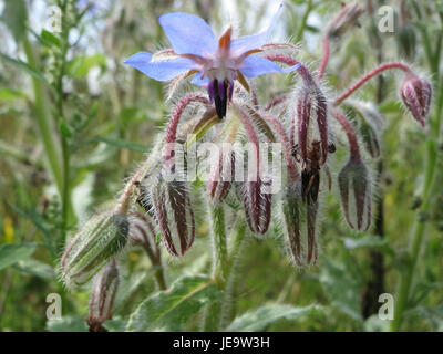 Borago officinalis, communément appelé bourrache, est une plante originaire d'Europe et d'Asie. Il est apprécié pour ses propriétés médicinales et ses fleurs en forme d'étoile bleu vif, souvent utilisées dans les remèdes à base de plantes et les applications culinaires. Banque D'Images