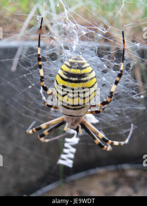 Argiope bruennichi, communément appelé araignée guêpe, est une araignée à orbes qui se trouve dans diverses régions d'Europe. Il se caractérise par ses marques jaunes et noires distinctives sur son abdomen, et sa capacité à construire de grandes toiles en spirale. Banque D'Images