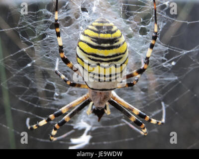 Une photographie rapprochée d'Argiope bruennichi, communément appelée araignée guêpe, prise le 24 août 2014, montrant ses marques jaunes et noires distinctives et sa toile. Banque D'Images