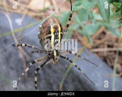 Argiope bruennichi, communément appelé araignée guêpe, est une grande araignée à orbes qui se trouve en Europe et en Asie. Il est reconnu pour son abdomen rayé jaune et noir distinctif, qui ressemble à la coloration des guêpes. Cette espèce tourne une toile caractéristique et propage divers insectes. Banque D'Images