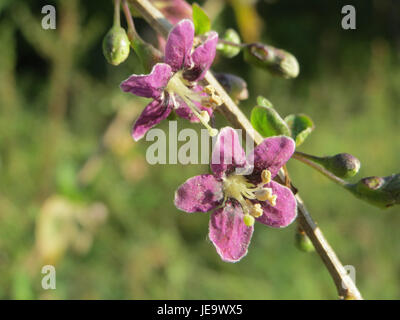 Le Lycium barbarum, communément appelé baie de goji, est une plante originaire d'Asie. Il est connu pour ses petites baies rouges riches en antioxydants et en nutriments. Souvent utilisé en médecine traditionnelle, il est également populaire comme superaliment. Banque D'Images