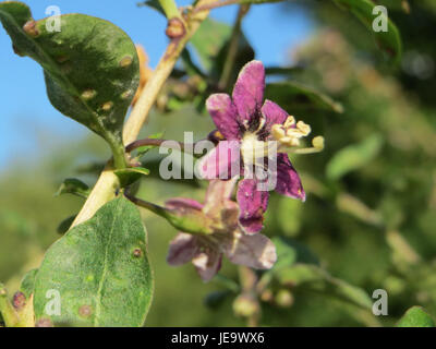 Image de Lycium barbarum, communément appelé baie de goji, une plante portant de petits fruits rouges, appréciés pour leurs bienfaits pour la santé. Banque D'Images
