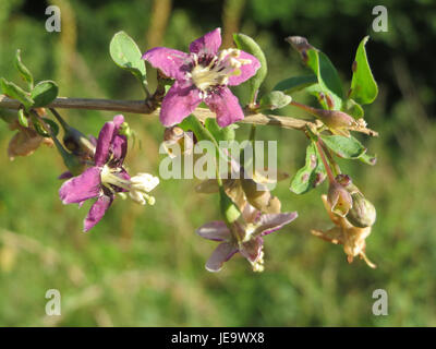 Lycium barbarum, communément appelé baie de goji, est un arbuste originaire d'Asie. Il produit de petites baies rouges qui sont souvent utilisées en médecine traditionnelle et dans des applications culinaires pour leurs bienfaits pour la santé. Banque D'Images