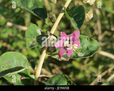 Lycium barbarum, communément appelé baie de Goji, est une espèce végétale connue pour ses baies rouges vives. Originaire d'Asie, il est apprécié pour ses bienfaits pour la santé, en particulier pour stimuler l'immunité et améliorer la santé de la peau. Banque D'Images