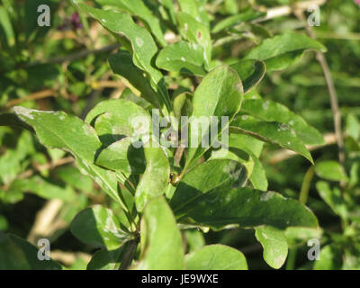 Lycium barbarum, communément appelé baie de goji, est montré ici dans cette image du 27 août 2014. La plante est connue pour ses bienfaits pour la santé et est communément cultivée pour ses fruits rouges. Banque D'Images