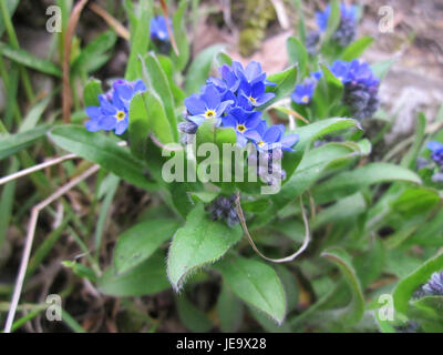 Les Vergissmeinnicht, ou Forget-me-Nots, sont de petites fleurs bleues originaires de Saarbrücken, symbolisant le souvenir et l'amour dans le folklore local. Banque D'Images