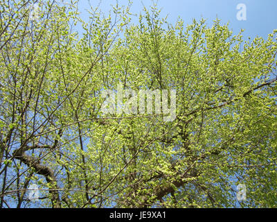 Photographie prise le 23 avril 2013 d'un orme sur la Karlsruherstrasse à Hockenheim, Allemagne. L'image représente l'arbre dans son environnement urbain. Banque D'Images