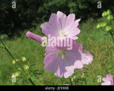 Malva alcea, communément appelée mauve haute, est une plante herbacée vivace avec de grandes fleurs roses à violettes. Il est couramment trouvé dans les régions tempérées et a été utilisé à des fins médicinales pendant des siècles, en particulier pour apaiser les maux respiratoires. Banque D'Images