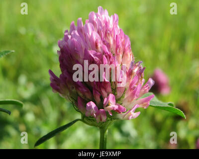 Trifolium pratense, également connu sous le nom de trèfle rouge, est une plante vivace originaire d'Europe et d'Asie. La plante est reconnue pour ses fleurs rouge rosé et est souvent utilisée comme fourrage, à des fins médicinales et dans des pratiques agricoles durables. Banque D'Images