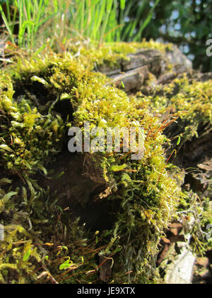 L'image présente Baumstamm à Hockenheim lors d'un événement de sport automobile 2013. La photographie capture l'atmosphère dynamique et l'excitation de l'événement, avec Baumstamm participant à l'action sur la piste de Hockenheimring. Banque D'Images