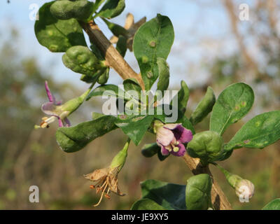 Cette image représente Lycium barbarum, communément appelé baie de Goji, une plante appréciée pour ses baies riches en nutriments utilisées en médecine traditionnelle et comme superaliment. Banque D'Images