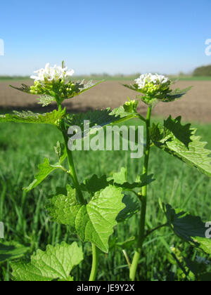 Alliaria petiolata, connue sous le nom de moutarde à l'ail, est une plante biennale trouvée à Hockenheim, en Allemagne, reconnue pour ses feuilles parfumées à l'ail. Banque D'Images