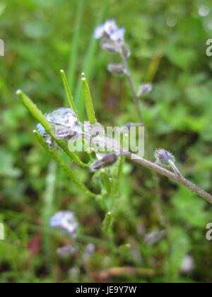 'Myosotis stricta' fait référence à l'espèce végétale communément connue sous le nom de bleu Forget-me-not. Cette fleur est originaire d'Europe et est reconnue pour ses fleurs bleu vif et son aspect délicat. Banque D'Images