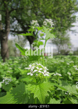 Cette image du 29 avril 2013 capture *Alliaria petiolata*, communément appelée moutarde à l'ail, cultivée à Hockenheim. La plante est identifiée par ses fleurs blanches distinctives et ses feuilles en forme de cœur. Banque D'Images