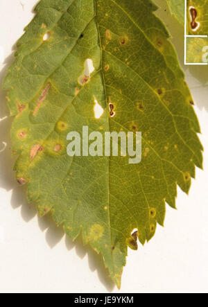 Cette image fait vraisemblablement référence à une photo prise le 30 avril 2013, identifiée sous le numéro de référence 11884u. Les détails de l'événement ou du sujet ne sont pas clairs à partir du titre, mais il s'agit d'un visuel documenté à partir de cette date. Banque D'Images