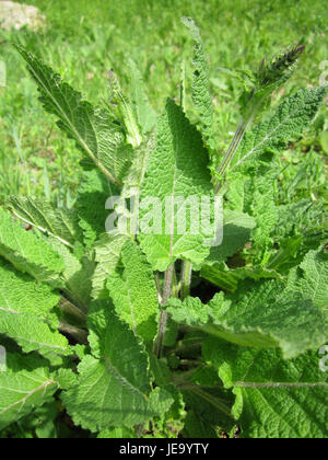 Wiesensalbei, également connu sous le nom de sauge de prairie (Salvia pratensis), montré dans un champ à Hockenheim, en Allemagne. La plante est reconnue pour ses grandes pointes de fleurs violettes et est couramment trouvée dans les prairies et les zones herbeuses à travers l'Europe. Banque D'Images