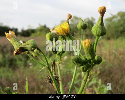 Cette photographie présente Sonchus Asper, communément appelé le sowthistle épineux, capturé le 24 septembre 2014. La plante est connue pour ses feuilles dentelées, ses fleurs jaune vif et son adaptabilité aux environnements urbains. Banque D'Images