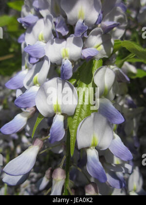 Cette photographie capture les fleurs bleues éclatantes de la Wisteria, ou Blauregen, en pleine floraison à Hockenheim. Les grappes de fleurs en cascade sont connues pour leur beauté et leur arôme parfumé, ce qui en fait une caractéristique populaire dans les jardins pendant la saison printanière. Banque D'Images