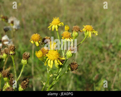 Jacobaea vulgaris, communément appelé ragwort, est une plante à fleurs originaire d'Europe. Il est connu pour ses fleurs jaunes et se trouve souvent dans les prairies et les pâturages. Malgré sa beauté, l'amarrage est toxique pour le bétail et les animaux de compagnie. Banque D'Images