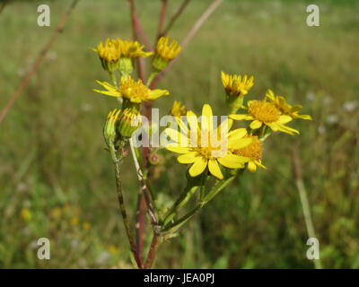Jacobaea vulgaris, ou armoise commune, est une plante à fleurs originaire d'Europe. Il est connu pour ses fleurs jaunes et est souvent trouvé dans les prairies, les bords de route et les prairies, bien qu'il soit considéré comme toxique pour le bétail. Banque D'Images