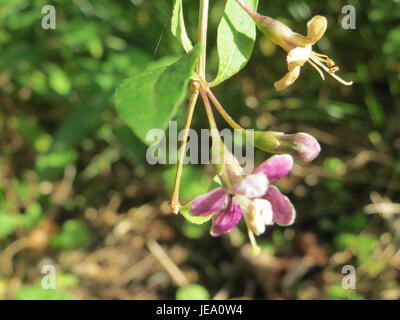 *Le Lycium barbarum*, communément appelé baie de goji, est une plante originaire d’Asie et largement cultivée pour ses petits fruits rouges. La plante est appréciée pour ses propriétés nutritionnelles et ses utilisations en médecine traditionnelle. Banque D'Images