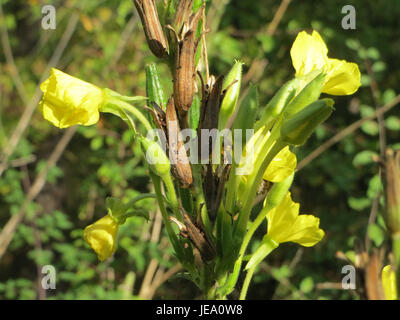 Oenothera biennis, communément appelée onagre, est une plante à fleurs originaire d'Amérique du Nord, connue pour ses fleurs jaunes et ses propriétés médicinales. Il est souvent cultivé pour son huile, qui a des utilisations dans divers traitements de santé. Banque D'Images