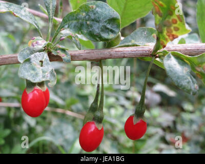 Lycium barbarum, communément appelé baie de goji, photographié dans son environnement naturel le 29 septembre 2014. L'image met en évidence les petites baies rouges et leur forme distinctive. Banque D'Images