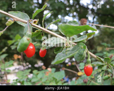 Lycium barbarum, communément appelé baie de goji, est une espèce de plante originaire d'Asie. Il est souvent cultivé pour ses fruits, qui sont considérés comme un superaliment en raison de ses niveaux élevés d'antioxydants, de vitamines et de minéraux. Banque D'Images