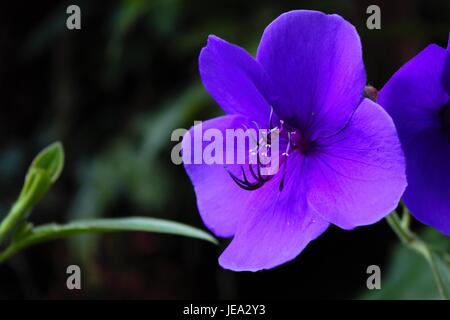 Une fleur pourpre trouvés à Hawaï Banque D'Images